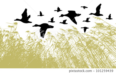 Flying duck silhouette. River grass reeds. Vector illustration 101259439