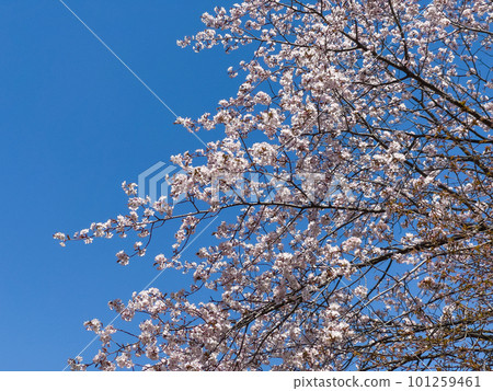 Blue sky and cherry tree 101259461