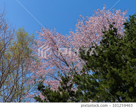 Cherry blossom trees blooming between trees 101259463