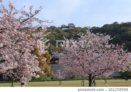 從城山公園看到盛開的櫻花和伊予松山城 從城山公園看到盛開的櫻花和伊予松山城 101259509