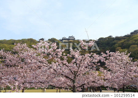 從城山公園看到盛開的櫻花和伊予松山城 101259514