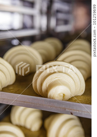 Proofed croissants on baking sheet Proofed croissants on baking sheet 101259699