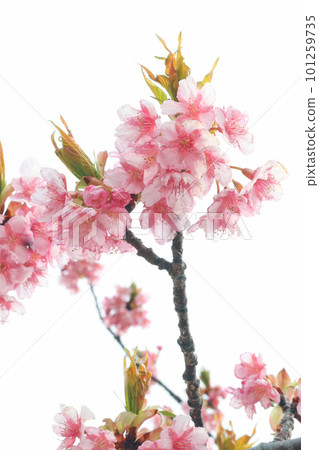 河津櫻(Kamitski) 河津櫻(Kamitski) 101259735