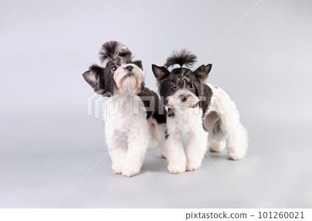 Two Beaver yorkshire terrier puppies on a gray background Two Beaver yorkshire terrier puppies on a gray background 101260021