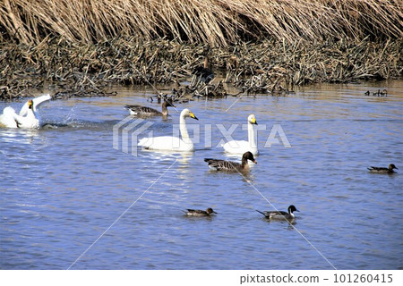 Whooper swan, bean goose and northern pintail resting on the surface of the water April [shooting location: Teshio-cho, Hokkaido] 101260415