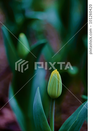 Yellow tulip bud 101260420