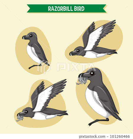 Razorbill birds cartoon character in different poses 101260466
