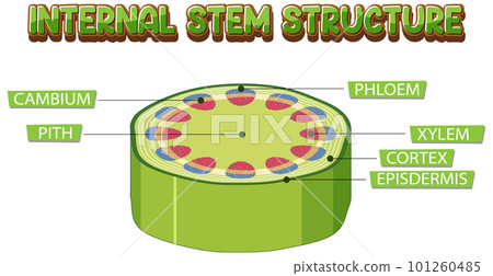 Internal structure of stem diagram Internal structure of stem diagram 101260485