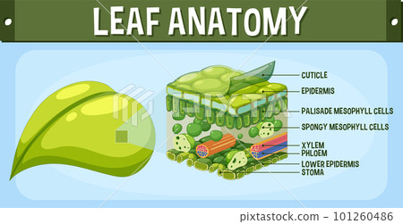 Internal structure of leaf diagram Internal structure of leaf diagram 101260486
