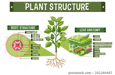 Internal structure of plant diagram Internal structure of plant diagram 101260487