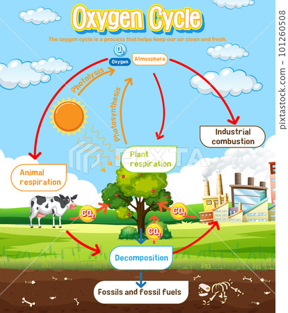 Oxygen Cycle Diagram for Science Education 101260508