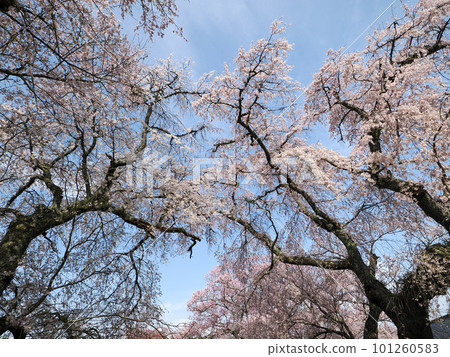 Row of cherry blossom trees at Tokusa Hachimangu Shrine in Ato Tokusa, Yamaguchi City 101260583