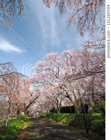 Row of cherry blossom trees at Tokusa Hachimangu Shrine in Ato Tokusa, Yamaguchi City 101260584