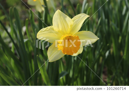 Cupped yellow large cup daffodil flowers in the spring sunshine Cupped yellow large cup daffodil flowers in the spring sunshine 101260714
