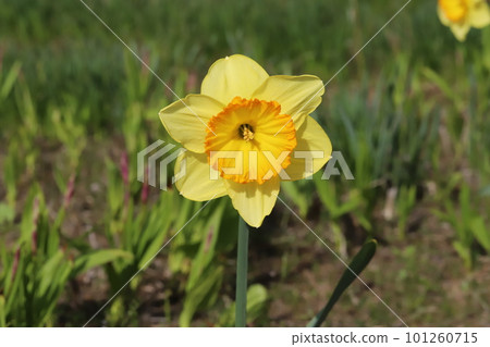 Cupped yellow large cup daffodil flowers in the spring sunshine Cupped yellow large cup daffodil flowers in the spring sunshine 101260715
