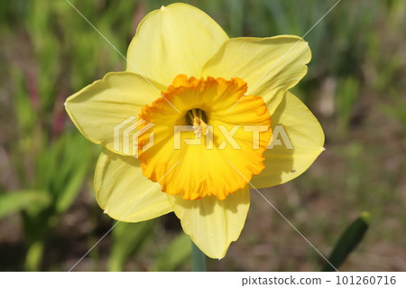 Cupped yellow large cup daffodil flowers in the spring sunshine Cupped yellow large cup daffodil flowers in the spring sunshine 101260716