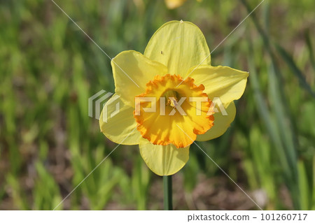 Cupped yellow large cup daffodil flowers in the spring sunshine Cupped yellow large cup daffodil flowers in the spring sunshine 101260717