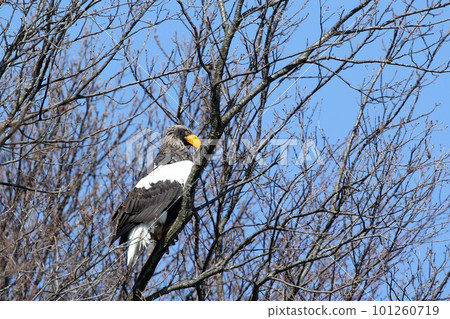 Steller's sea eagle perched on a branch 101260719