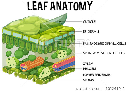 Internal structure of leaf diagram 101261041