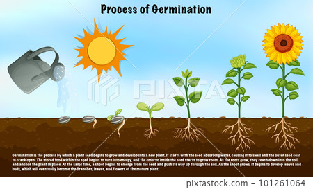 Process of Germination Diagram for Science Education Process of Germination Diagram for Science Education 101261064
