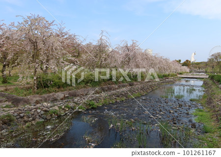 日本大阪的春天和櫻花:吹田世博紀念公園櫻花流動的風景 日本大阪的春天和櫻花:吹田世博紀念公園櫻花流動的風景 101261167