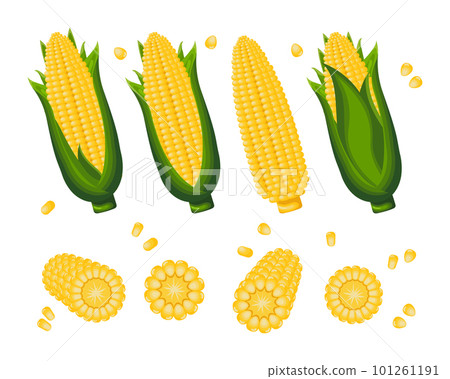 Set of sweet corn, corn on the cob and corn grains on a white background. Agriculture icons, vector 101261191