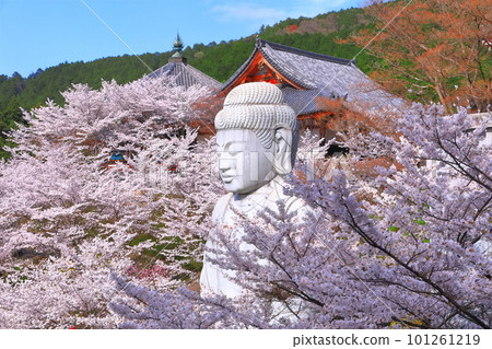 [Nara Prefecture] Tsubosaka Temple (Sakura Daibutsu) with cherry blossoms in full bloom 101261219