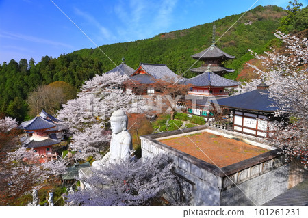 [奈良縣]櫻花盛開的坪坂寺（櫻花大佛） 101261231