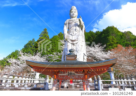 [Nara Prefecture] Tsubosaka Temple (Great Kannon Stone Statue) with cherry blossoms in full bloom 101261240