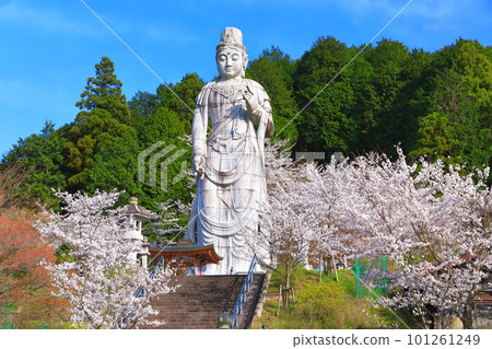 [奈良縣] 櫻花盛開的坪坂寺（大觀音像） 101261249