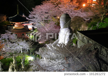 [Nara Prefecture] Night view of Tsubosaka Temple with cherry blossoms in full bloom (Sakura Daibutsu) 101261272