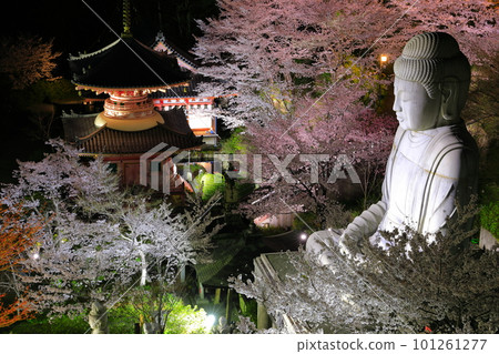 [Nara Prefecture] Night view of Tsubosaka Temple with cherry blossoms in full bloom (Sakura Daibutsu) 101261277