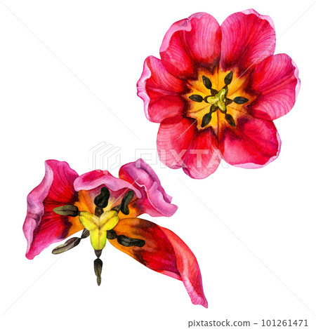 Watercolor hand drawn floral illustrations of bright pink tulips for wedding invitations, cards, birthday and mother's day gifts, stickers, banners, frames. Elements isolated on white background. 101261471