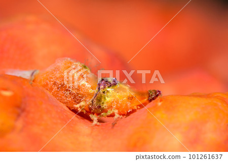 Parallatoreutes bicornis 101261637