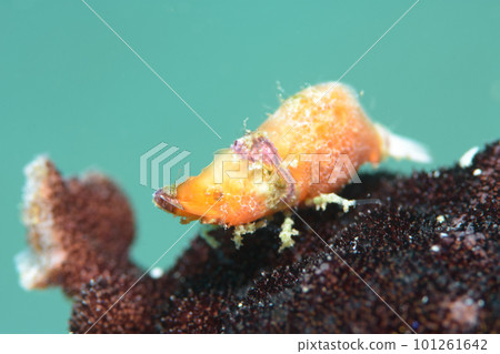 平行雙角魚 101261642