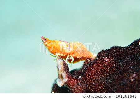 平行雙角魚 101261643