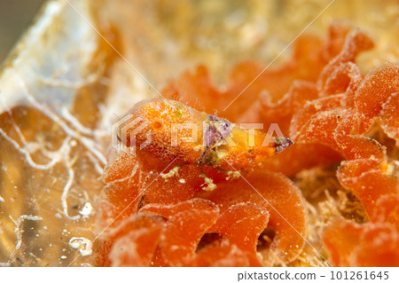 平行雙角魚 平行雙角魚 101261645