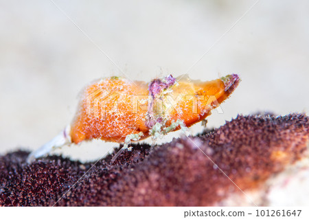 平行雙角魚 101261647