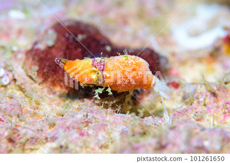 平行雙角魚 101261650