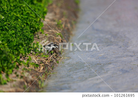 Wagtail walking along the bank 101261695