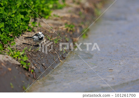Wagtail walking along the bank Wagtail walking along the bank 101261700