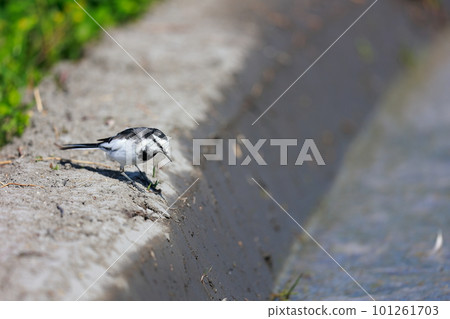 Wagtail walking along the bank Wagtail walking along the bank 101261703