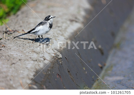 Wagtail walking along the bank Wagtail walking along the bank 101261705