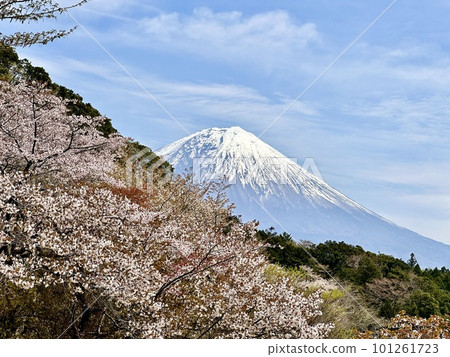 櫻花和富士山 101261723