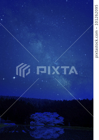 The starry sky reflected on the surface of the water Cherry blossoms standing at the edge of the rice field 101262095