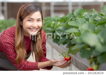 Portrait entrepreneur beautiful young asian woman check strawberry. Portrait entrepreneur beautiful young asian woman check strawberry. 101262619