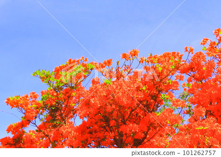 清澈的藍天和盛開的杜鵑花 101262757