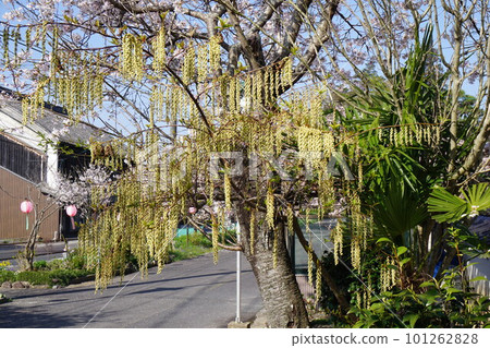 Kibushi (kibushi) 花盛開 Kibushi (kibushi) 花盛開 101262828