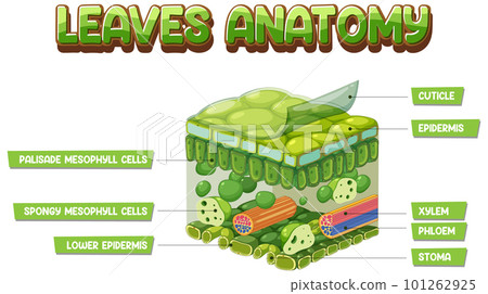 Internal structure of leaf diagram 101262925
