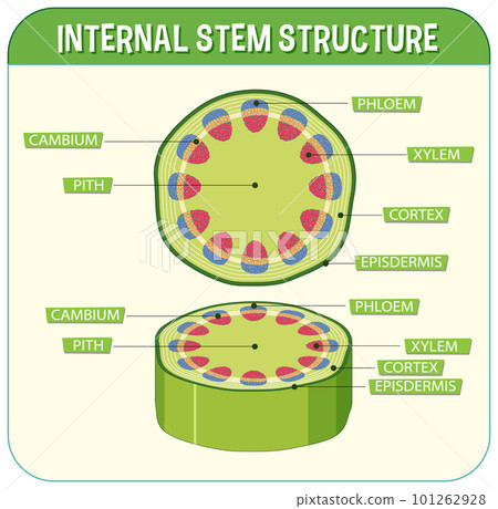 Internal structure of stem diagram 101262928